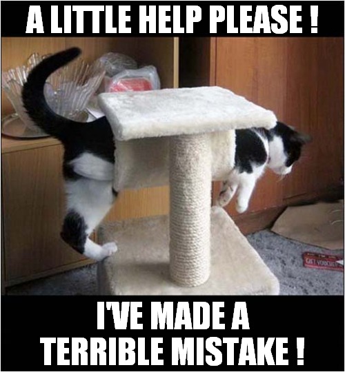 I Used To Fit Through This ! | A LITTLE HELP PLEASE ! I'VE MADE A TERRIBLE MISTAKE ! | image tagged in cats,cat tree,stuck | made w/ Imgflip meme maker