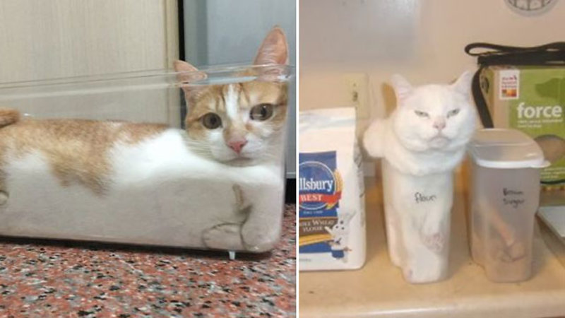 High Quality If I fits, I sits. Blank Meme Template