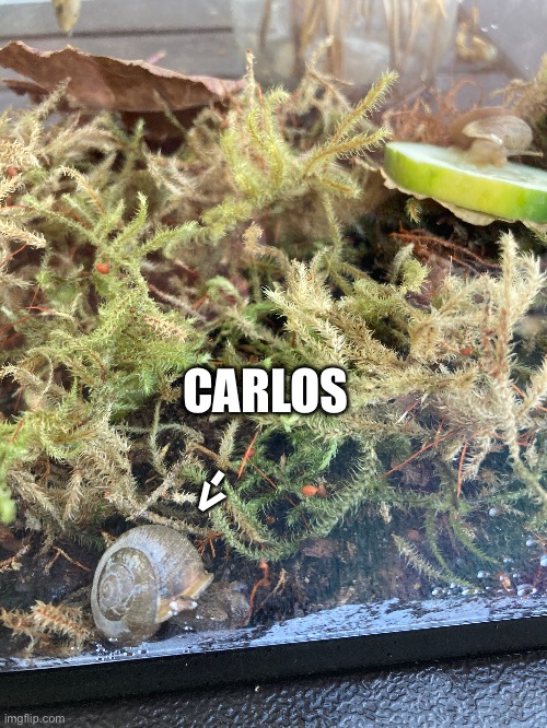 Meet Carlos the snail chat (named after Carlos) | CARLOS; -> | image tagged in snail reveal | made w/ Imgflip meme maker