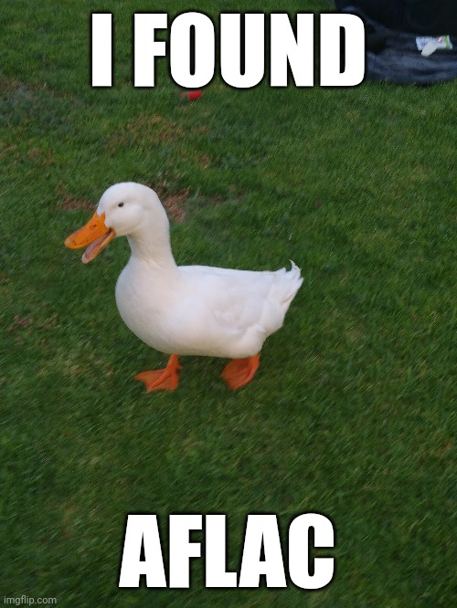 Send me money I caught him | I FOUND; AFLAC | image tagged in aflac,funny,duck,donald duck,daffy duck | made w/ Imgflip meme maker