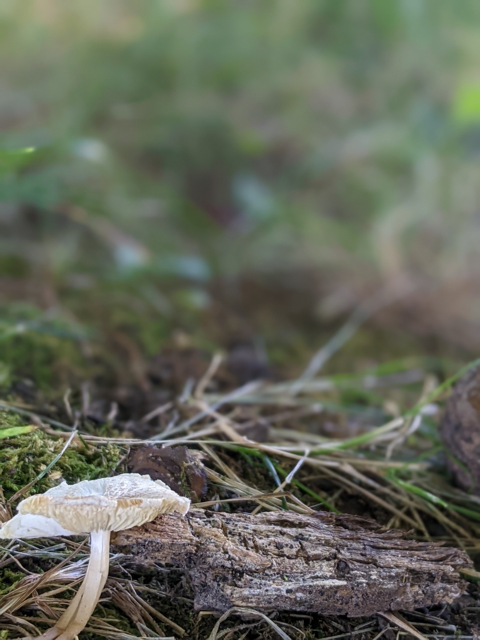 High Quality Mushroom, Carl Jung, nature Blank Meme Template