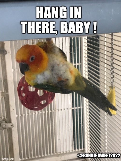 Hang in there baby |  HANG IN THERE, BABY ! ©FRANKIE SWEET2022 | image tagged in parrot,pets,funny animals,hang in there,birds | made w/ Imgflip meme maker