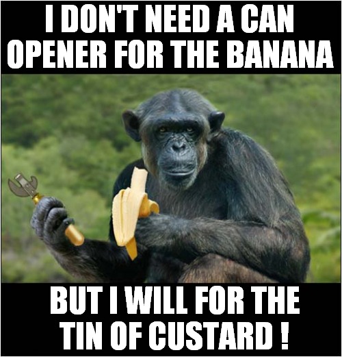 Intelligent Ape Using Tools | I DON'T NEED A CAN OPENER FOR THE BANANA; BUT I WILL FOR THE
TIN OF CUSTARD ! | image tagged in fun,apes,chimpanzee,tools | made w/ Imgflip meme maker
