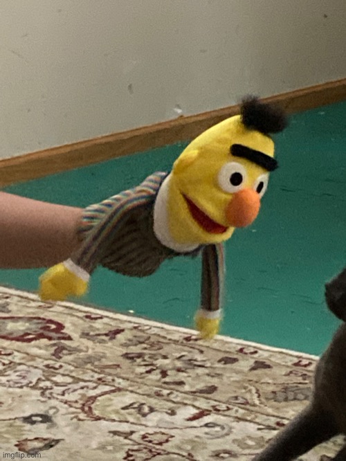 bert has scared the cat | made w/ Imgflip meme maker
