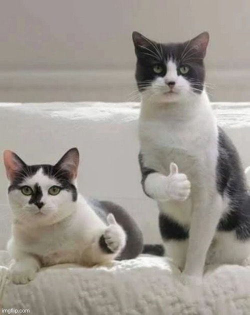 THUMBS UP CATS | image tagged in thumbs up cats | made w/ Imgflip meme maker