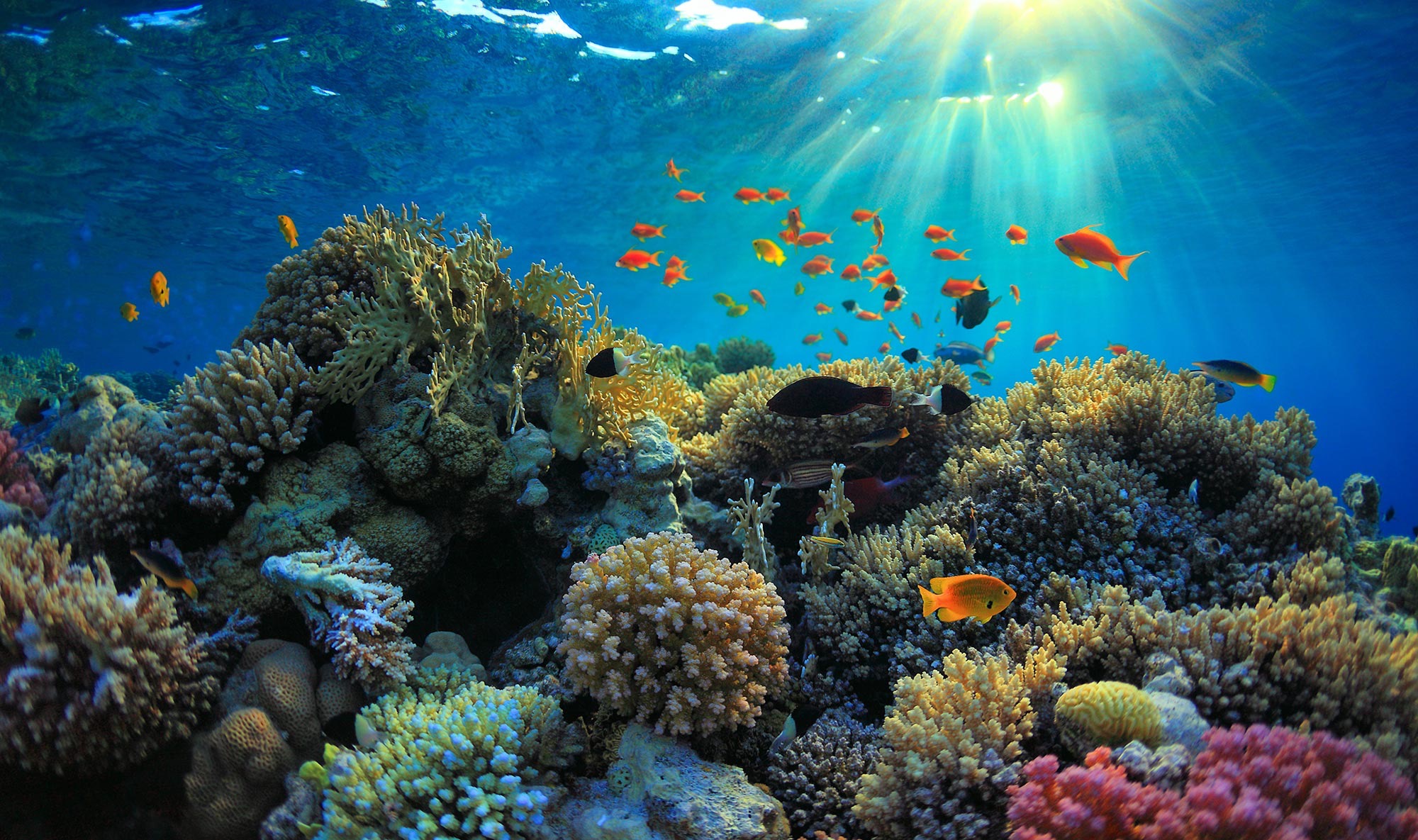 Coral Reef | image tagged in awesome,pics,photography | made w/ Imgflip meme maker
