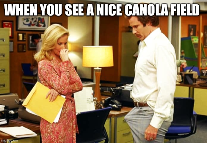 Anchorman Erection | WHEN YOU SEE A NICE CANOLA FIELD | image tagged in anchorman erection | made w/ Imgflip meme maker