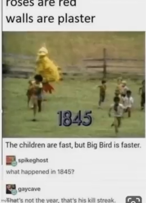 Wtf | image tagged in big,bird | made w/ Imgflip meme maker