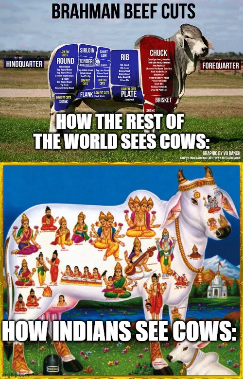Cows in West vs india | HOW THE REST OF 
THE WORLD SEES COWS:; HOW INDIANS SEE COWS: | image tagged in vegan,india,hindu | made w/ Imgflip meme maker