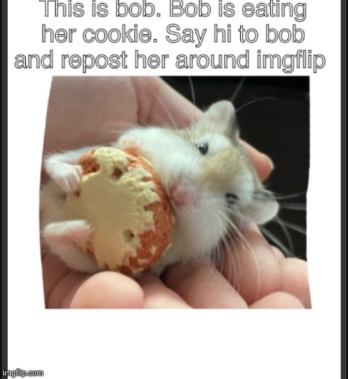 Bob :) | image tagged in bob | made w/ Imgflip meme maker