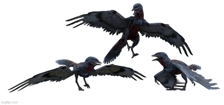 look at these goofy ahh birbs | image tagged in archaeopteryx | made w/ Imgflip meme maker