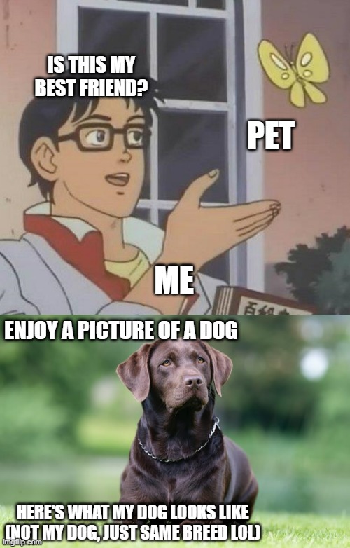 Pets are my best friend :) |  IS THIS MY BEST FRIEND? PET; ME; ENJOY A PICTURE OF A DOG; HERE'S WHAT MY DOG LOOKS LIKE (NOT MY DOG, JUST SAME BREED LOL) | image tagged in memes,is this a pigeon,dog,pet,cute,sad | made w/ Imgflip meme maker