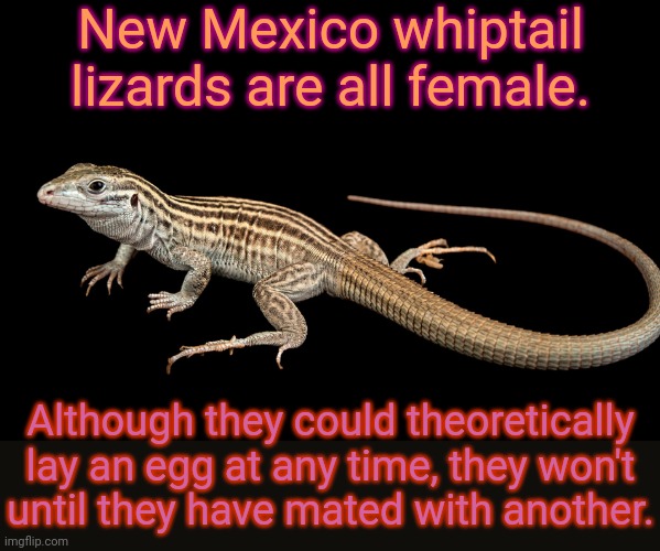 A species of lesbians. | New Mexico whiptail lizards are all female. Although they could theoretically lay an egg at any time, they won't
until they have mated with another. | image tagged in new mexico whiptail lizard,animals,reptile,lgbtq | made w/ Imgflip meme maker