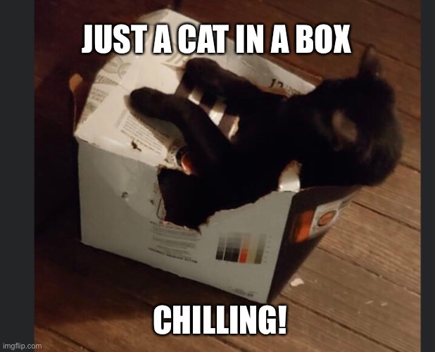 Chilling | JUST A CAT IN A BOX; CHILLING! | image tagged in funny cats,cat memes | made w/ Imgflip meme maker