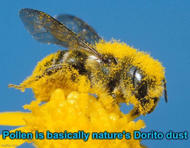 Pollen | Pollen is basically nature's Dorito dust | image tagged in funny memes,dad jokes,eyeroll,bad jokes | made w/ Imgflip meme maker