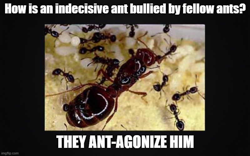 Ant-agonize | How is an indecisive ant bullied by fellow ants? THEY ANT-AGONIZE HIM | image tagged in ants,puns | made w/ Imgflip meme maker