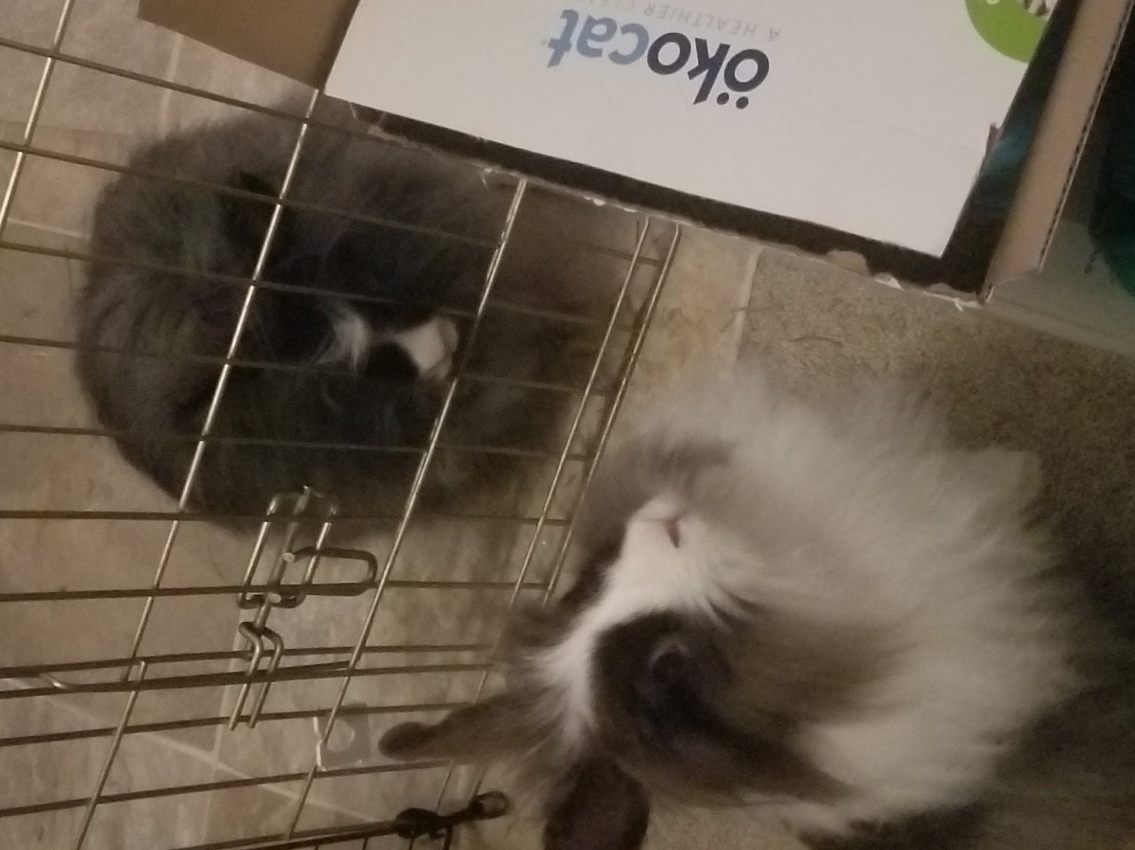 2 bunnies and a box Blank Meme Template