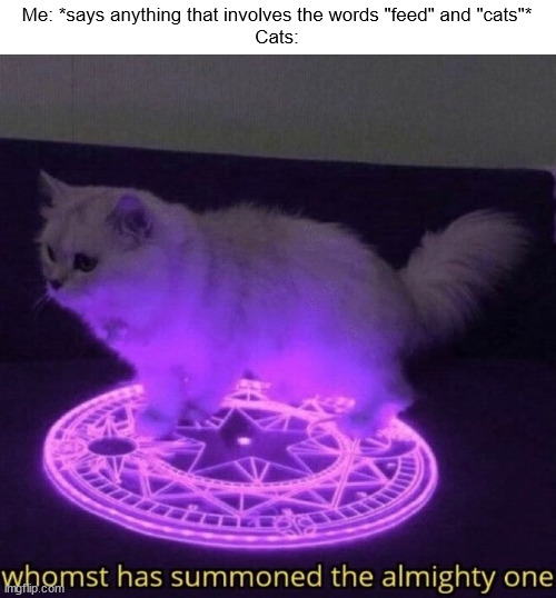 Whomst has summoned the almighty one | Me: *says anything that involves the words "feed" and "cats"*
Cats: | image tagged in whomst has summoned the almighty one | made w/ Imgflip meme maker