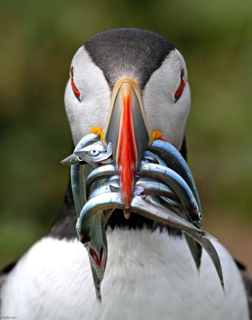 image tagged in awesome | made w/ Imgflip meme maker