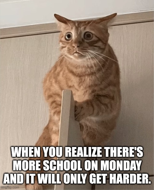 Back 2 school | WHEN YOU REALIZE THERE'S MORE SCHOOL ON MONDAY AND IT WILL ONLY GET HARDER. | image tagged in scared cat,school,monday,oh crap | made w/ Imgflip meme maker