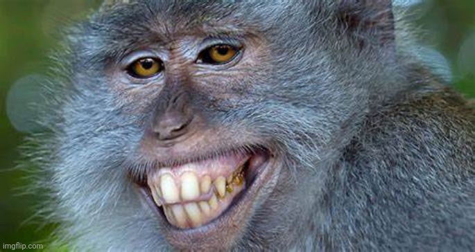 Grinning Monkey | image tagged in grinning monkey | made w/ Imgflip meme maker