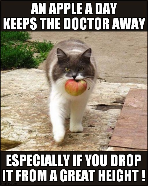 Cat's Healthy Living Tip ! | AN APPLE A DAY KEEPS THE DOCTOR AWAY; ESPECIALLY IF YOU DROP IT FROM A GREAT HEIGHT ! | image tagged in cats,apples,doctors,healthy | made w/ Imgflip meme maker