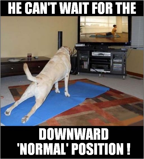 Doggy Yoga ! | HE CAN'T WAIT FOR THE; DOWNWARD 'NORMAL' POSITION ! | image tagged in dogs,yoga,downward dog | made w/ Imgflip meme maker