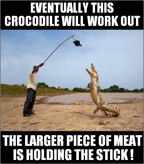 Darwin Award Competitor In Action ! | EVENTUALLY THIS CROCODILE WILL WORK OUT; THE LARGER PIECE OF MEAT
 IS HOLDING THE STICK ! | image tagged in darwin award,competition,crocodile,dark humour | made w/ Imgflip meme maker