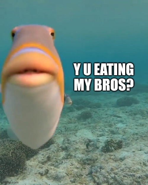 staring fish | Y U EATING MY BROS? | image tagged in staring fish | made w/ Imgflip meme maker