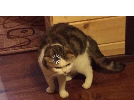 Buffering Cat Blank Meme Template