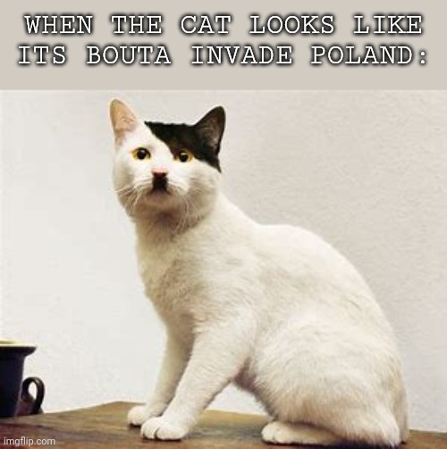 Adolf Kitler | WHEN THE CAT LOOKS LIKE ITS BOUTA INVADE POLAND: | image tagged in kitler | made w/ Imgflip meme maker