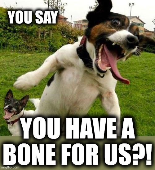 Angry Dogs | YOU SAY YOU HAVE A BONE FOR US?! | image tagged in angry dogs | made w/ Imgflip meme maker