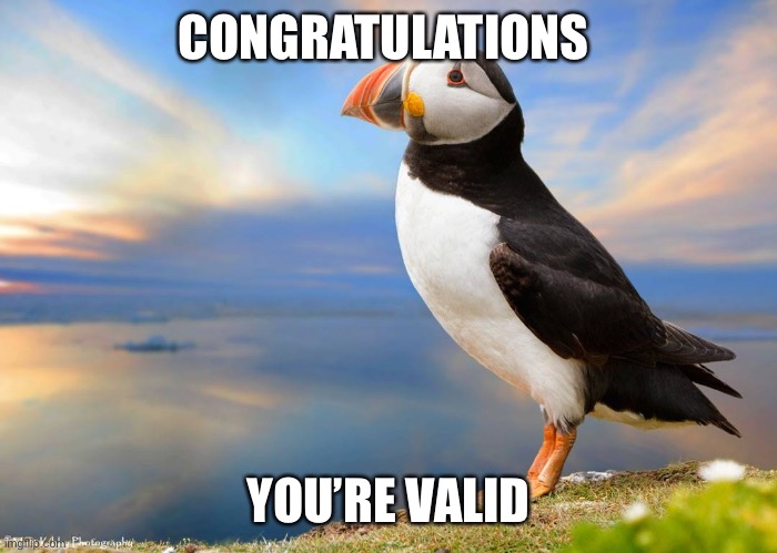 Valid opinion puffin | CONGRATULATIONS YOU’RE VALID | image tagged in valid opinion puffin | made w/ Imgflip meme maker