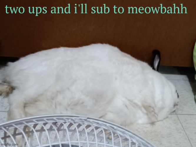 the | two ups and i'll sub to meowbahh | image tagged in oj is dead | made w/ Imgflip meme maker