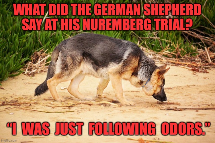 German Shepherd | WHAT DID THE GERMAN SHEPHERD SAY AT HIS NUREMBERG TRIAL? “I  WAS  JUST  FOLLOWING  ODORS.” | image tagged in german shepherd,nuremberg trial,following odors,dog,dark humour | made w/ Imgflip meme maker