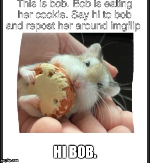 Bob. | HI BOB. | image tagged in bob,bobb,bobbb,bobbbb,why are you reading this | made w/ Imgflip meme maker