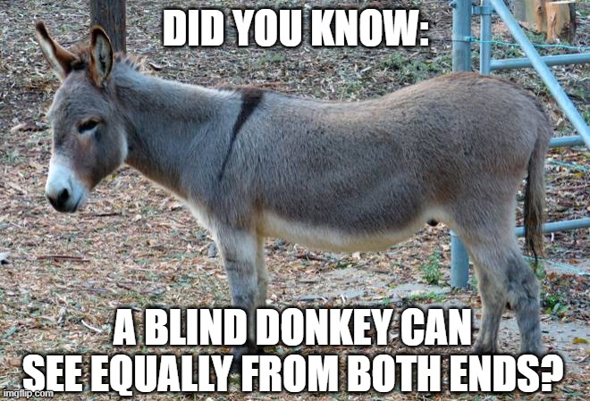 DID YOU KNOW:; A BLIND DONKEY CAN SEE EQUALLY FROM BOTH ENDS? | image tagged in donkey | made w/ Imgflip meme maker