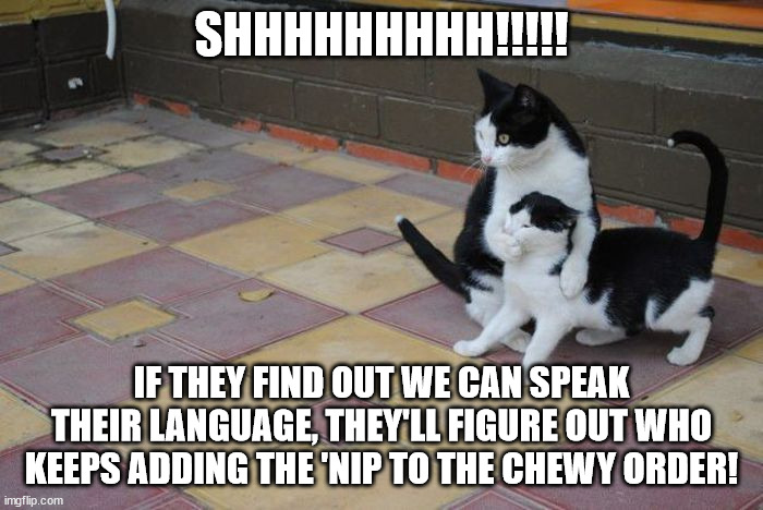 If they find out.... | SHHHHHHHHH!!!!! IF THEY FIND OUT WE CAN SPEAK THEIR LANGUAGE, THEY'LL FIGURE OUT WHO KEEPS ADDING THE 'NIP TO THE CHEWY ORDER! | image tagged in cats,funny cats,lolcats | made w/ Imgflip meme maker