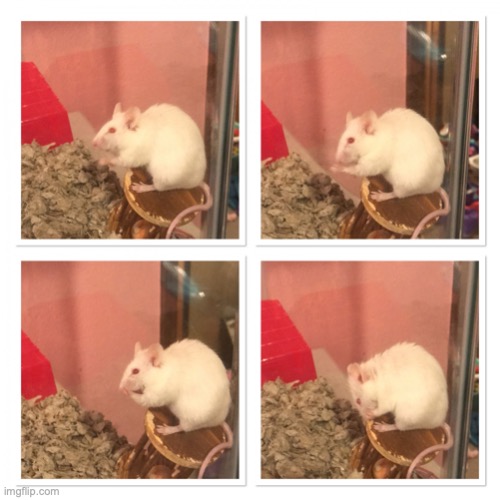 Surprised White Mouse | image tagged in surprised white mouse | made w/ Imgflip meme maker