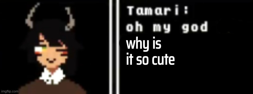tamari omg | why is it so cute | image tagged in tamari omg | made w/ Imgflip meme maker