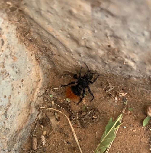 Velvet ant | made w/ Imgflip meme maker