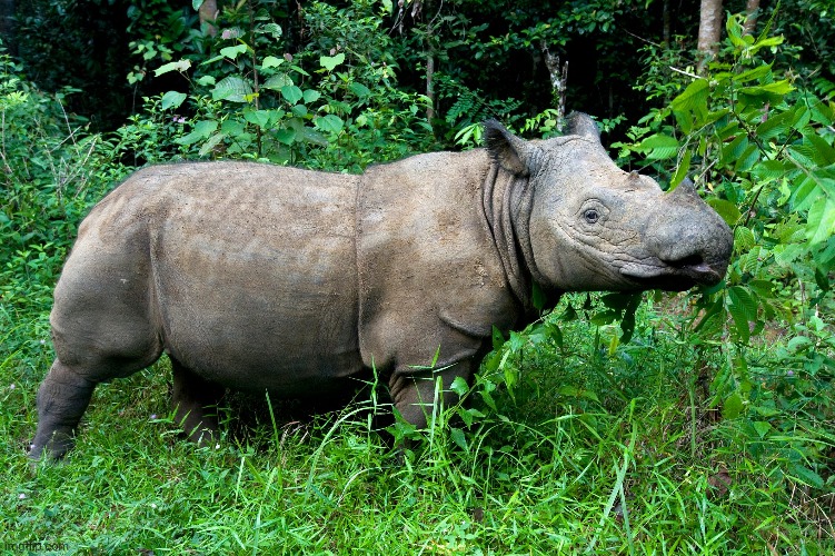 Sumatran Rhino | image tagged in rhino,animals | made w/ Imgflip meme maker
