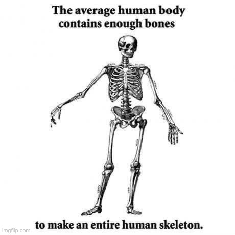 The average human body contains enough bones | image tagged in the average human body contains enough bones | made w/ Imgflip meme maker
