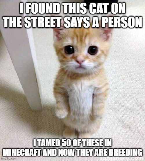 Cute Cat | I FOUND THIS CAT ON THE STREET SAYS A PERSON; I TAMED 50 OF THESE IN MINECRAFT AND NOW THEY ARE BREEDING | image tagged in memes,cute cat | made w/ Imgflip meme maker