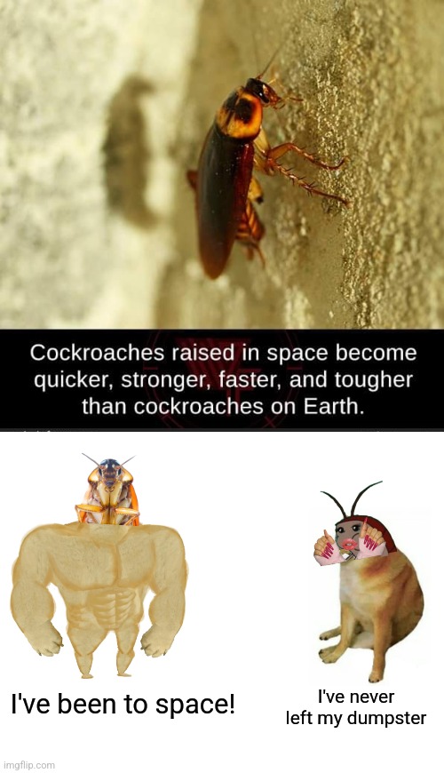Space Roach | I've never left my dumpster; I've been to space! | image tagged in outer space,cockroach,vs,earth,dumpster,roach | made w/ Imgflip meme maker