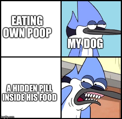 Mordecai disgusted | EATING OWN POOP; MY DOG; A HIDDEN PILL INSIDE HIS FOOD | image tagged in mordecai disgusted | made w/ Imgflip meme maker