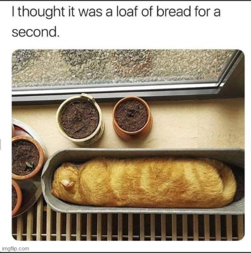 Cat loaf | image tagged in funny,cats,animals,cat,memes | made w/ Imgflip meme maker