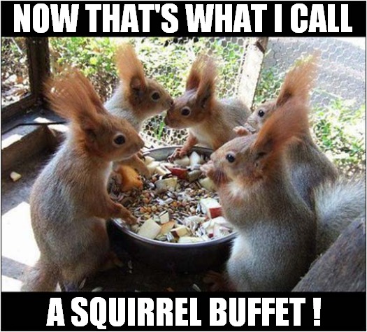 Tuck In Everyone ! |  NOW THAT'S WHAT I CALL; A SQUIRREL BUFFET ! | image tagged in fun,now thats what i call,squirrels,buffet | made w/ Imgflip meme maker
