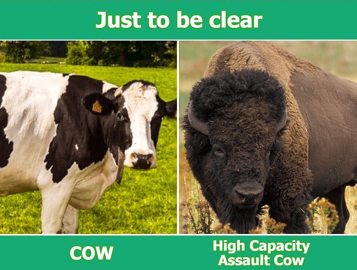 Cow vs. High Capacity Assault Cow | image tagged in cow vs bison,high capacity assault,buffalo,cow,bikers nemesis,stupid tourists | made w/ Imgflip meme maker