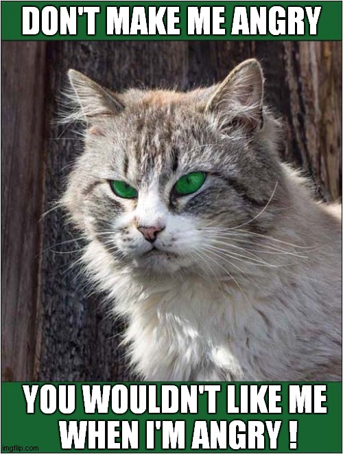 I Wouldn't Get Too Close ! | DON'T MAKE ME ANGRY; YOU WOULDN'T LIKE ME
 WHEN I'M ANGRY ! | image tagged in cats,the incredible hulk,angry cat,warning | made w/ Imgflip meme maker